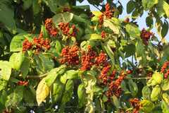 Mallotus philippensis